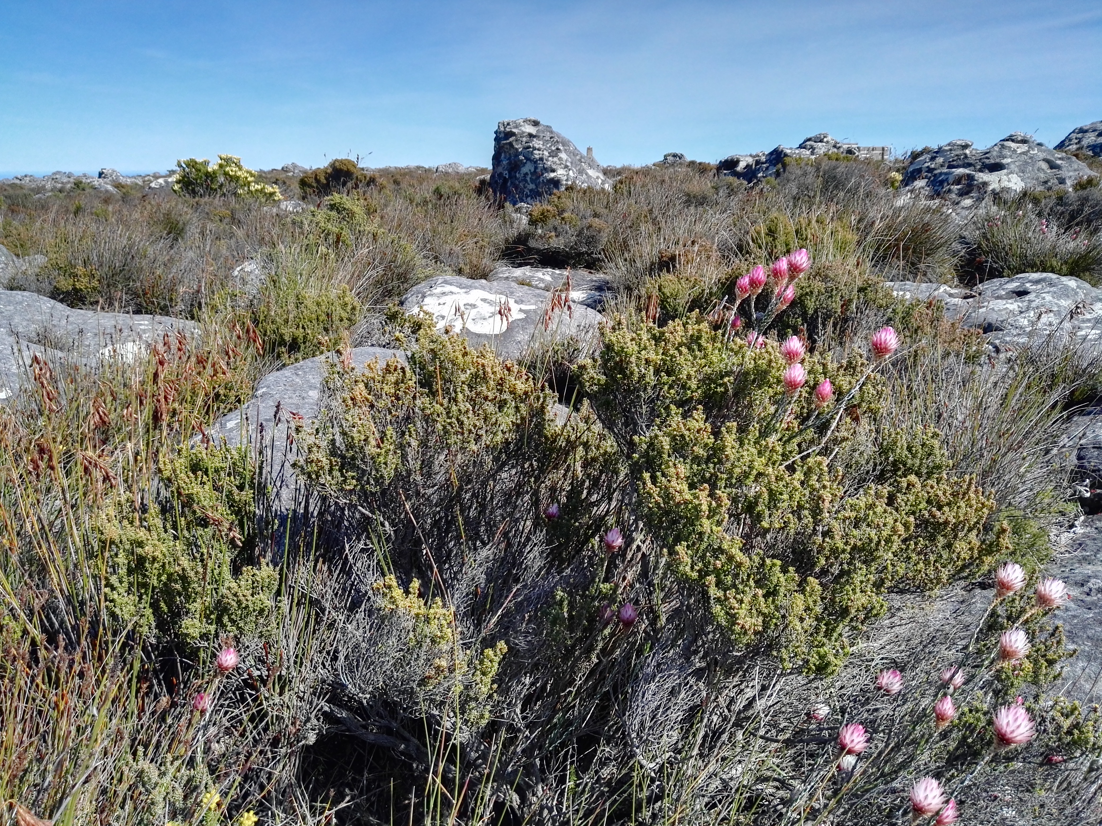 南非开普敦山吃饭,开普敦桌山上帝遗落在人间的餐桌