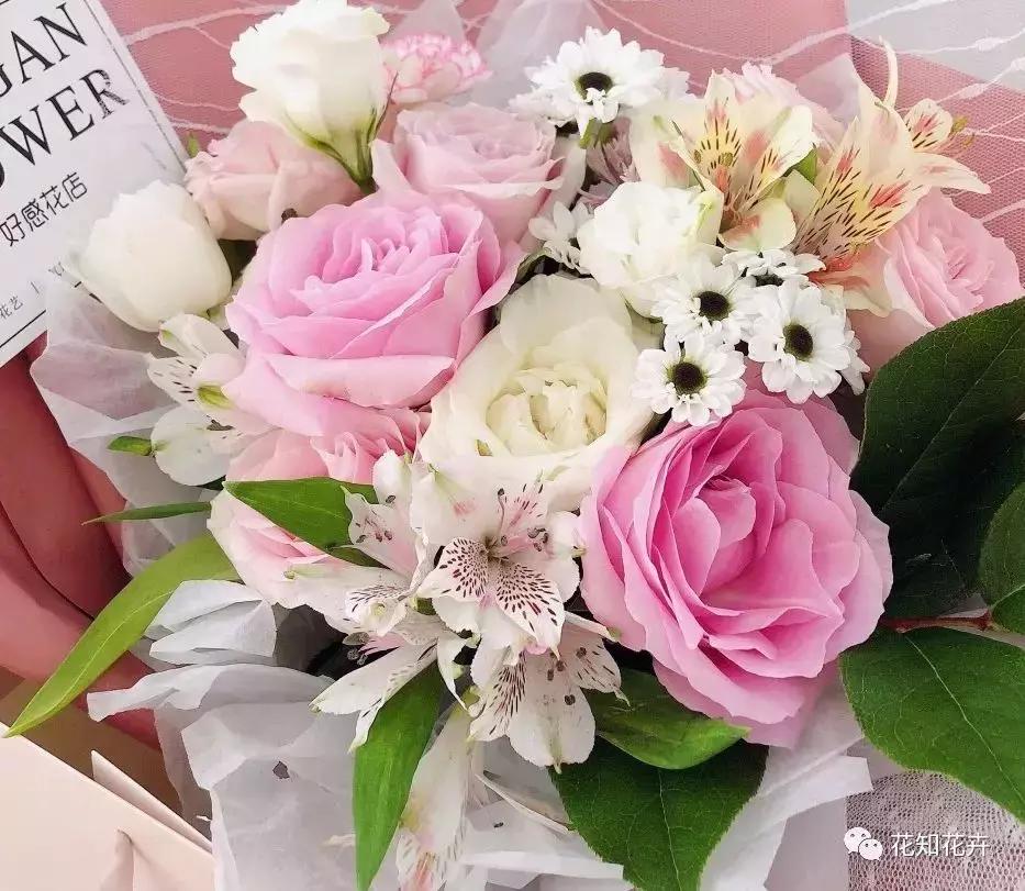 中国玫瑰大家族——雪山玫瑰详解（二）