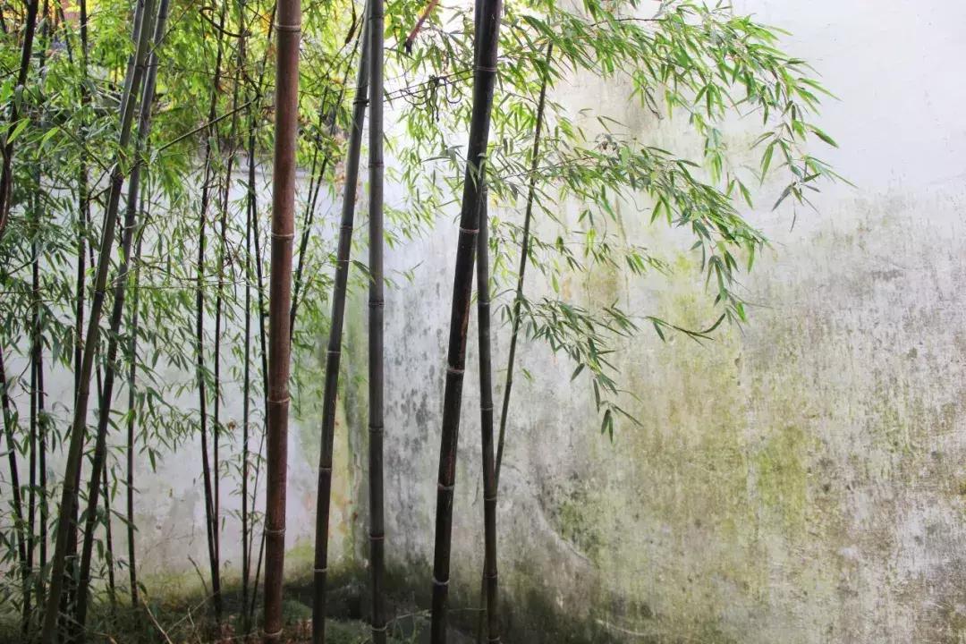 夏日清凉唯美诗词,100句美到窒息的夏日诗句