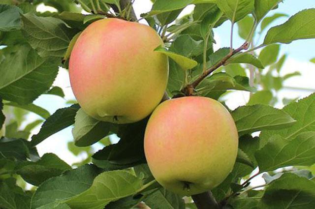 苹果小卷蛾用什么杀虫剂,苹果树卷叶病用什么药