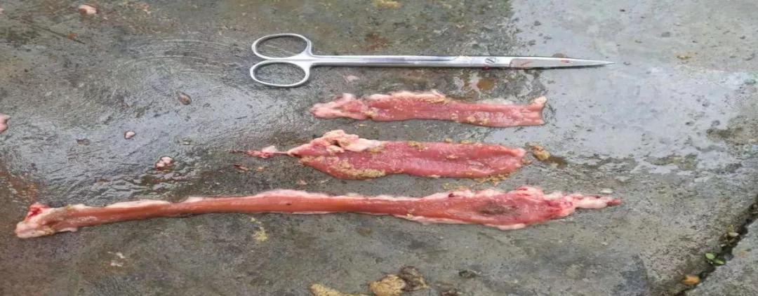 预防鱼病的新思路,预防鱼得病的方法