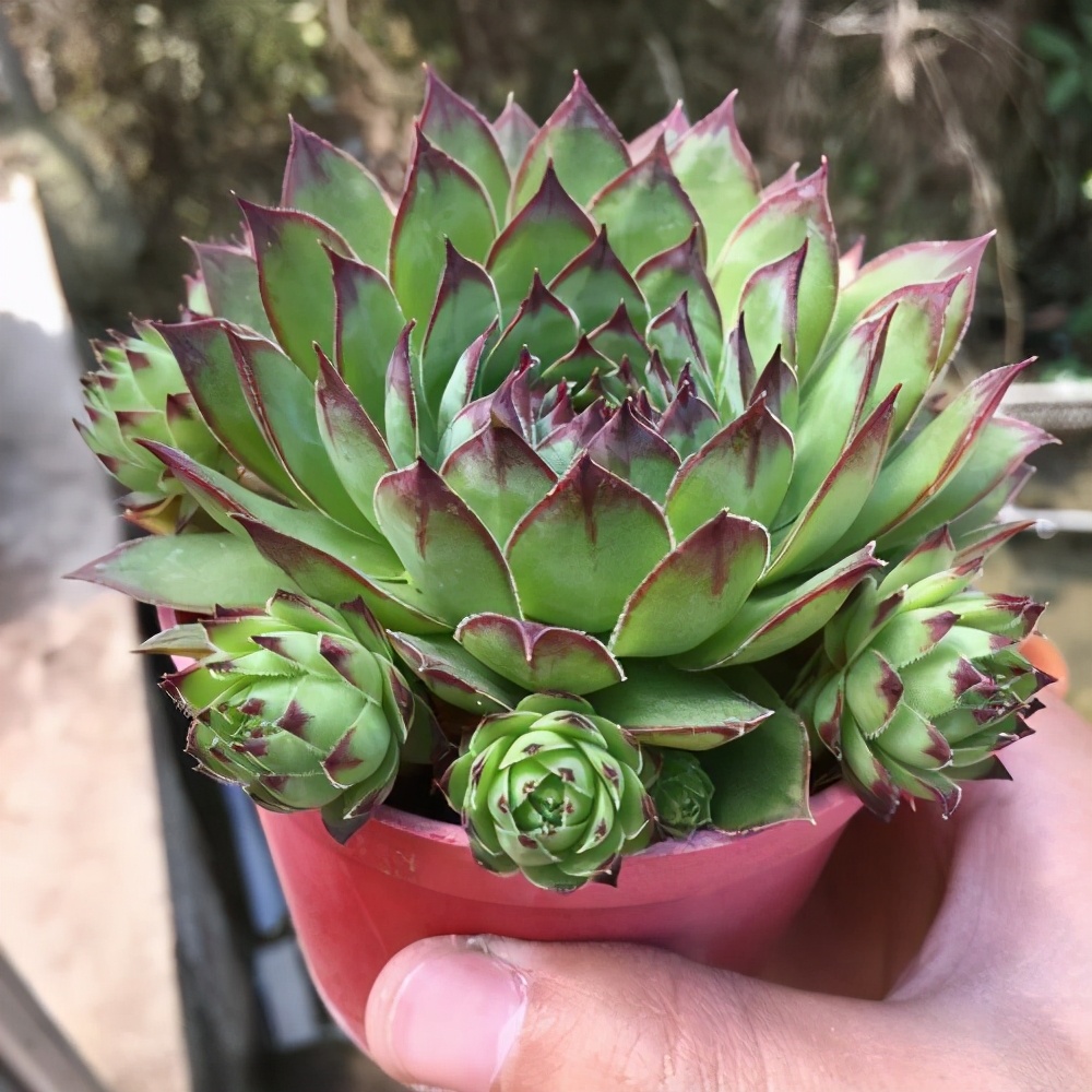 什么多肉耐冻又好吃,不惧零下五六度的多肉