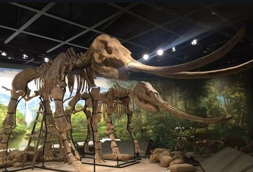 猛犸象进化上古猛犸象,远古时期的猛犸象有多重