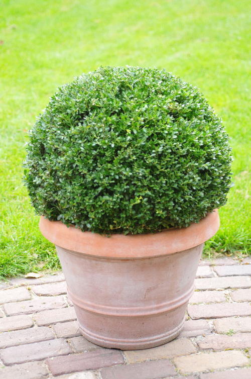 冬青盆景养殖方法,盆栽冬青怎么养活视频教程