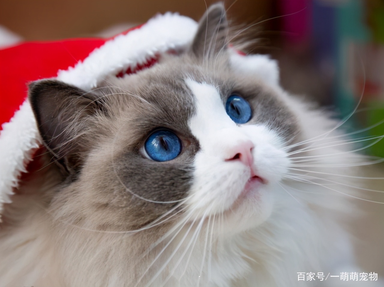 布偶猫真的很不好养吗,布偶猫真的很难养吗