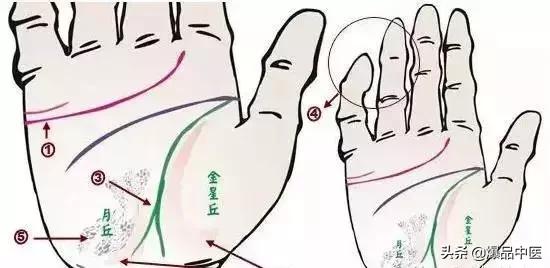 手诊图大全清晰图手背,全息手诊图