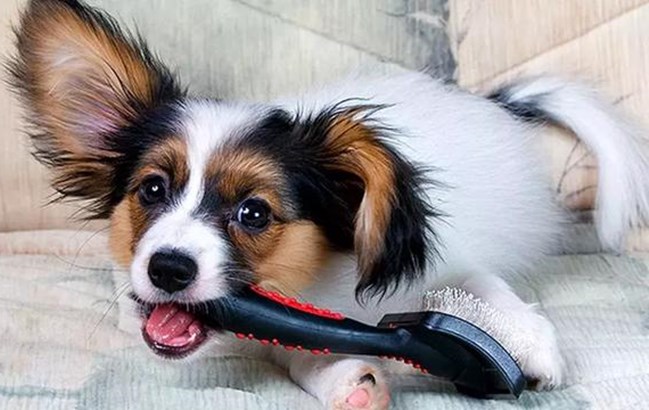 狗狗毛发打结严重剃毛教程,狗狗毛发打结用什么洗