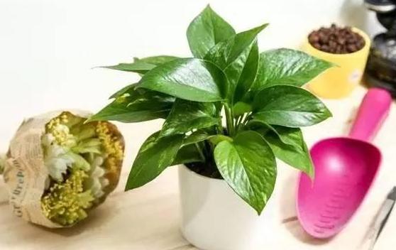 杀虫药大全及使用方法,常见10种杀虫配方