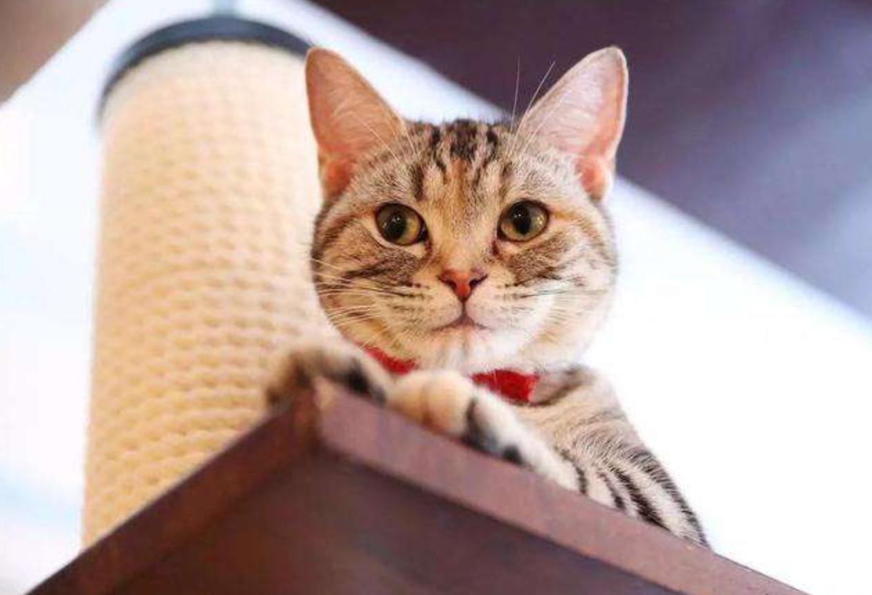 猫咪可以吃糖分大的水果吗,猫咪可以吃蜂蜜吗吃多了会长胖吗