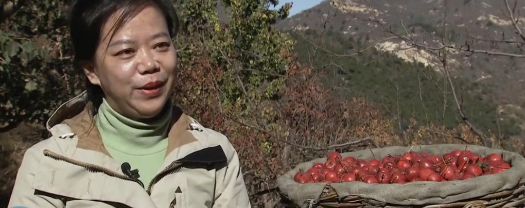辽宁省盘锦家庭主妇数年布局，小果子卖出千万元