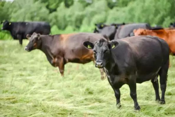 初喂辅食应该注意什么,第一次辅食和喝奶怎么安排