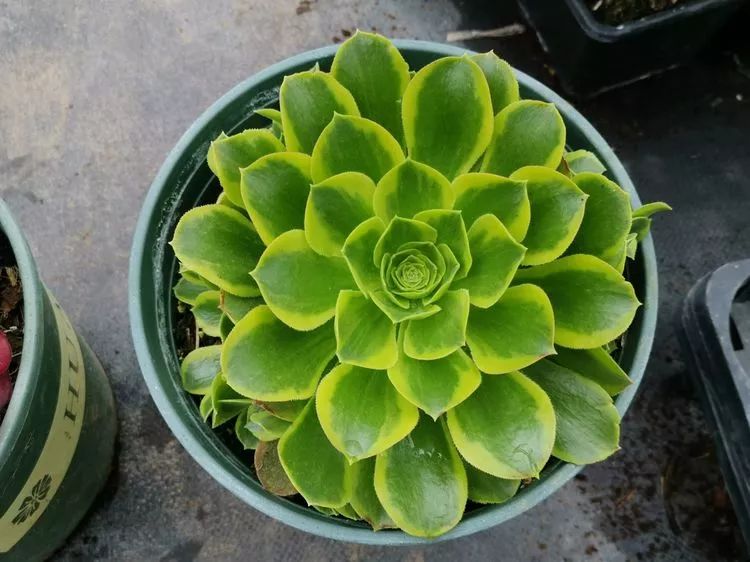 法师新品：青翠欲滴“檬”动我心，青檬法师育繁记