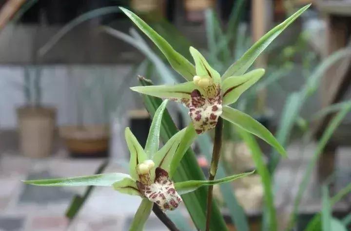 兰花怎么养才能旺盛喜阳,兰花花开富贵出花苞后注意事项