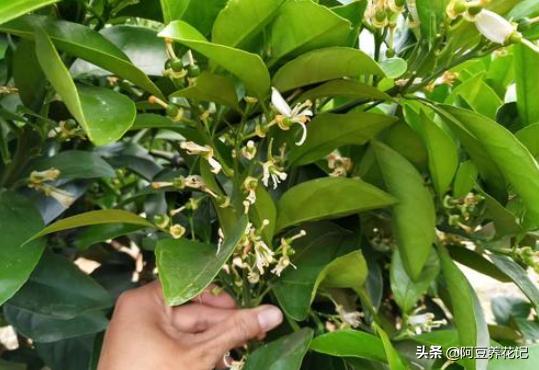 家中盆栽柑橘不结果,什么肥可以让柑橘树枝繁叶茂