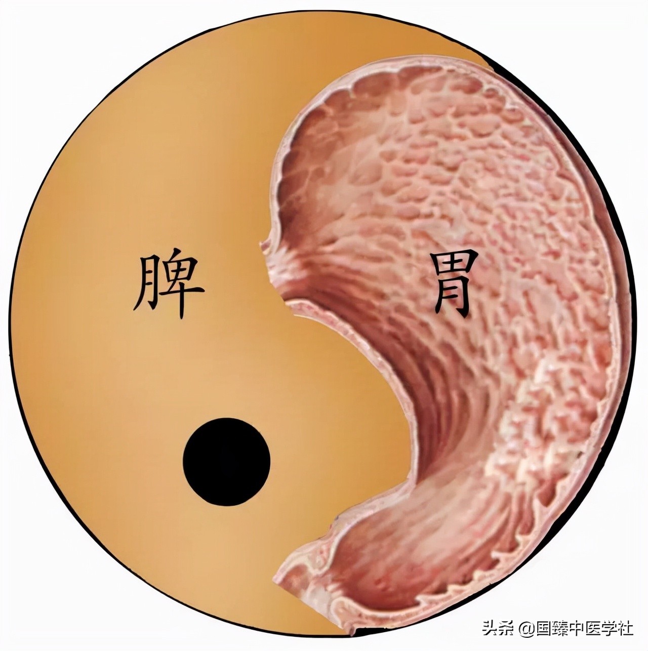 宝宝胃强脾弱好积食便秘怎么调理,胃强脾弱拉羊屎蛋的宝宝怎么调理