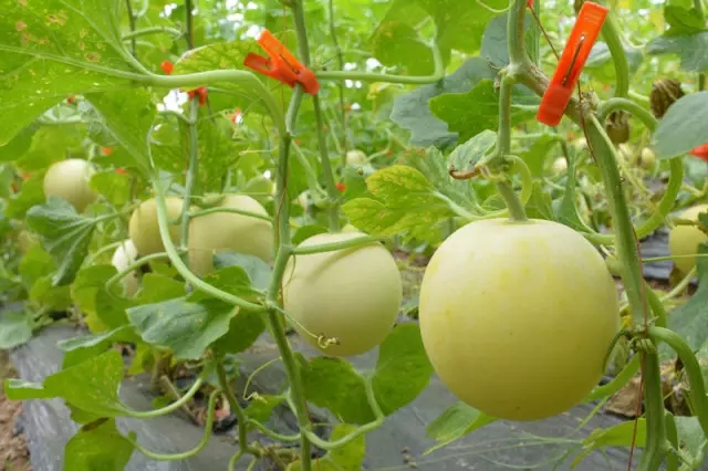 买的甜瓜不熟怎么办,甜瓜买什么样的好