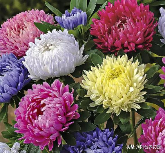 精心种植的一盆菊花非常漂亮,菊花盆栽什么样好看又好养