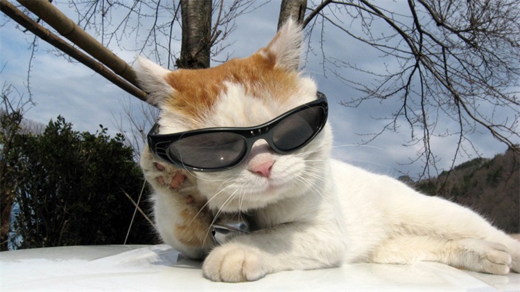 猫咪厌食无神是什么病,猫咪厌食吃什么药好得快