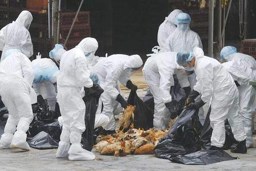 丹麦人检测新冠,丹麦新冠检测试剂