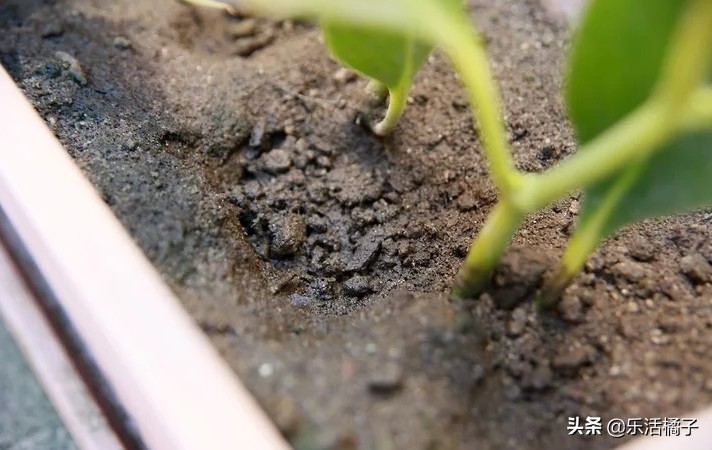 植物浇水浇的次数太多会怎样,植物浇水太多怎么补救