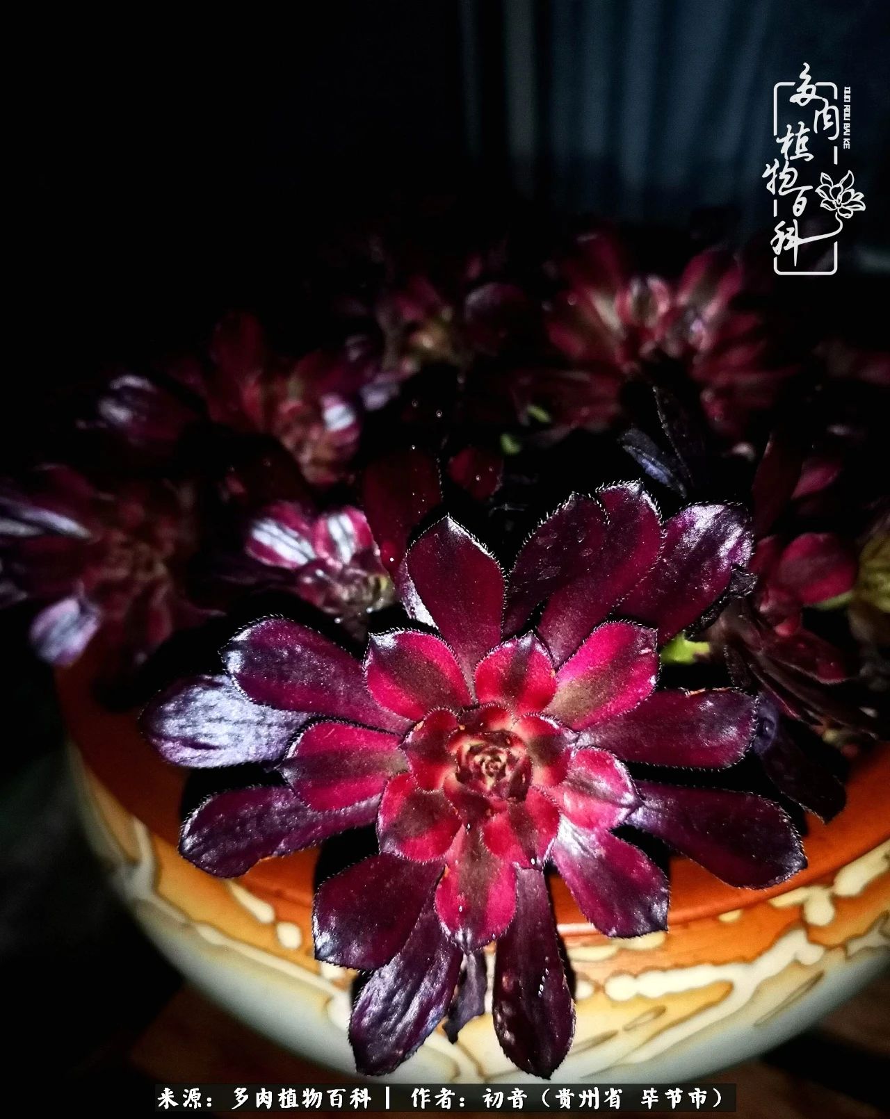 和多肉共度美好时光,与多肉一起成长