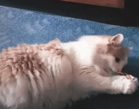 布偶猫身长四十厘米体重九斤,超级可爱的布偶猫有两万斤