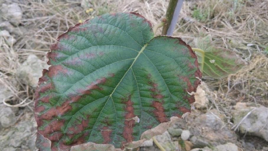猕猴桃炭疽病用什么微生物菌,猕猴桃炭疽病叶子什么样子