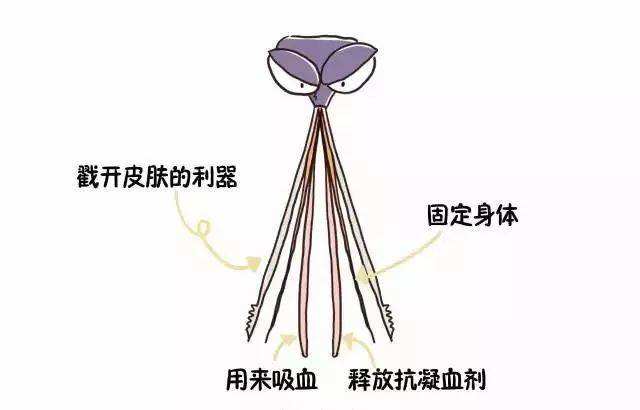 当一只蚊子吸了吸血鬼的血,当一只蚊子吸了德古拉