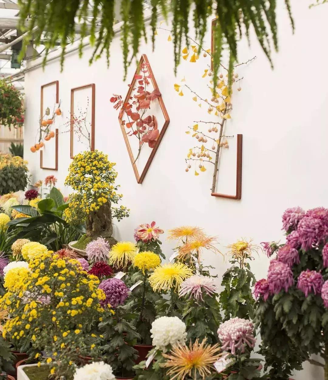 最美的菊花品种大全及价格,世界上最美的八十种菊花大全