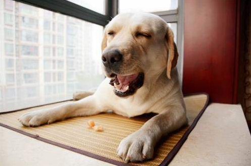 狗狗真菌感染后结痂需要清理吗,狗狗真菌感染是怎么引起的