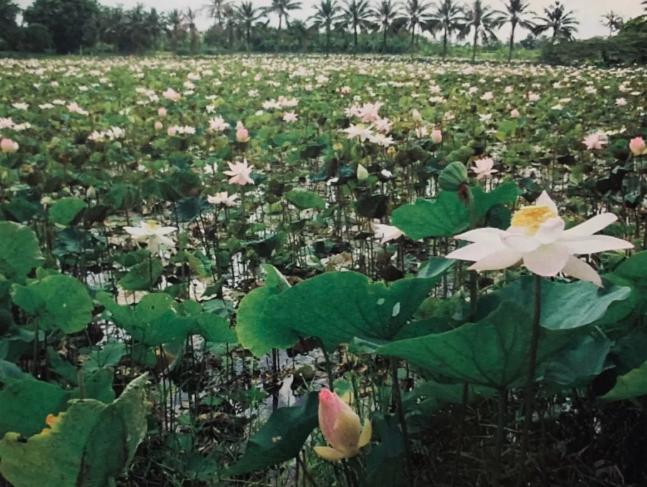 莲与佛的关系,佛教与释迦牟尼的关系