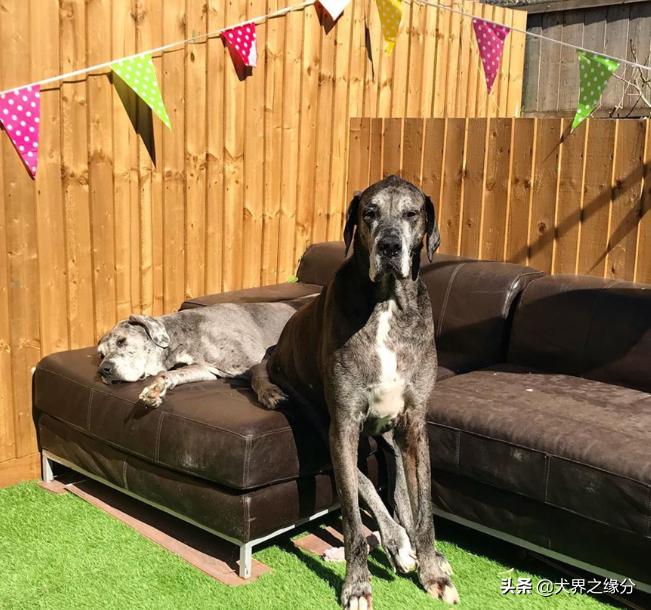 世界上最大的狗但是一点也不凶猛,你知道世界上最大的狗有多大吗