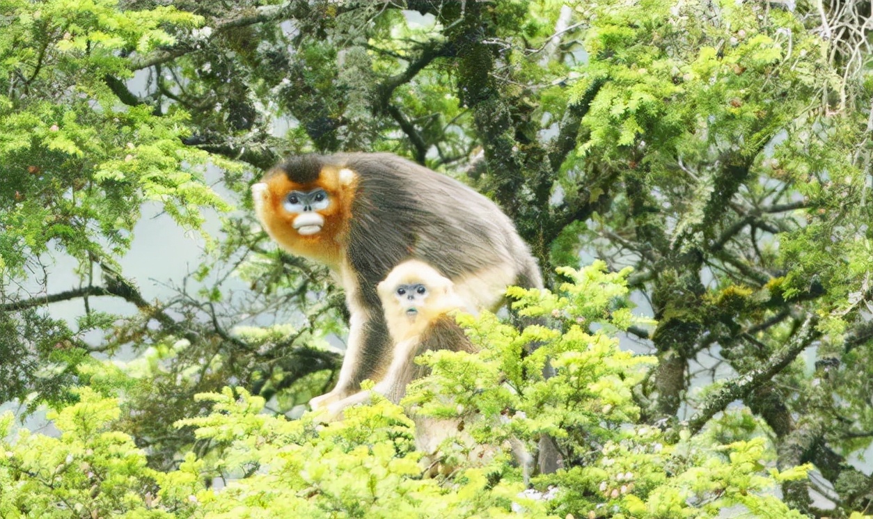 九寨沟路上招手,前方到站宁强