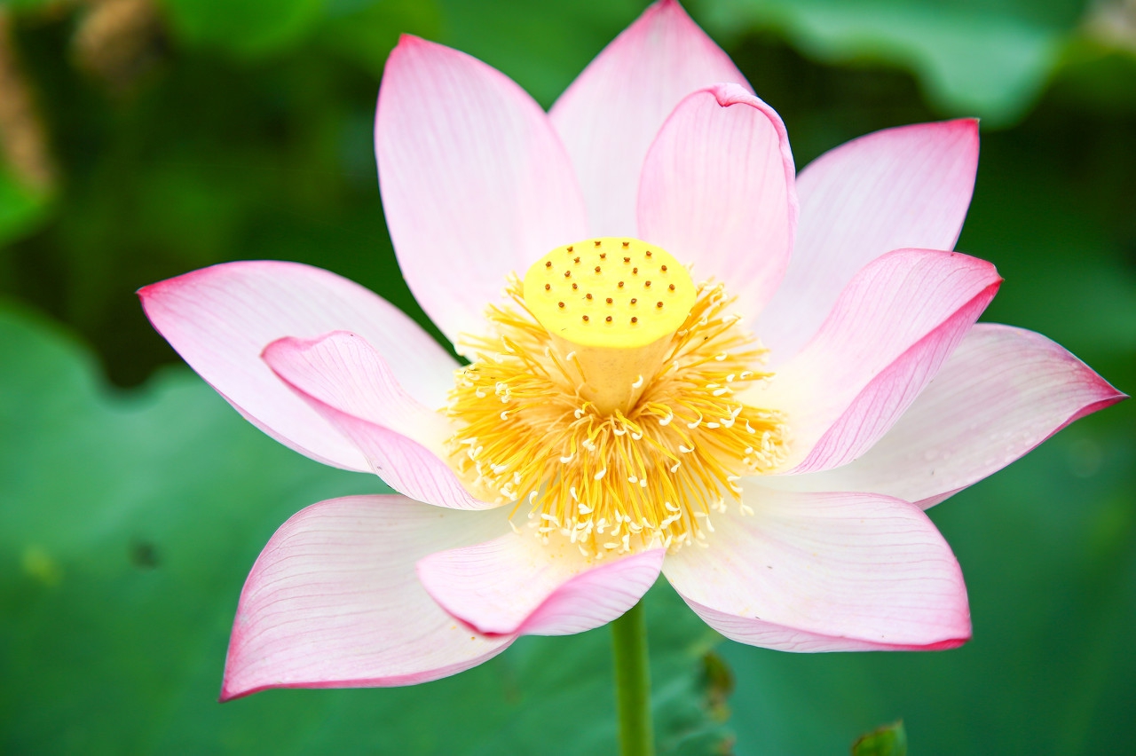 碗莲移栽的最佳方法,碗莲移栽后怎么养护