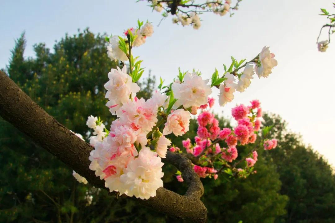 描写春的最美唐诗十首,唐诗中的春天经典诵读