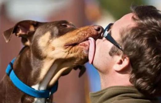 狗狗为什么爱舔主人的唾液,狗狗为什么爱舔自己的手脚