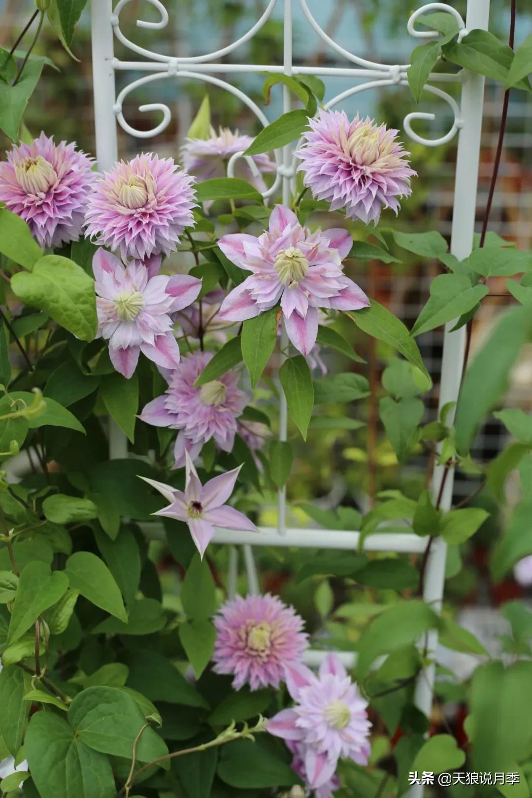 别人做梦都想要的花墙，他早就用铁线莲实现了