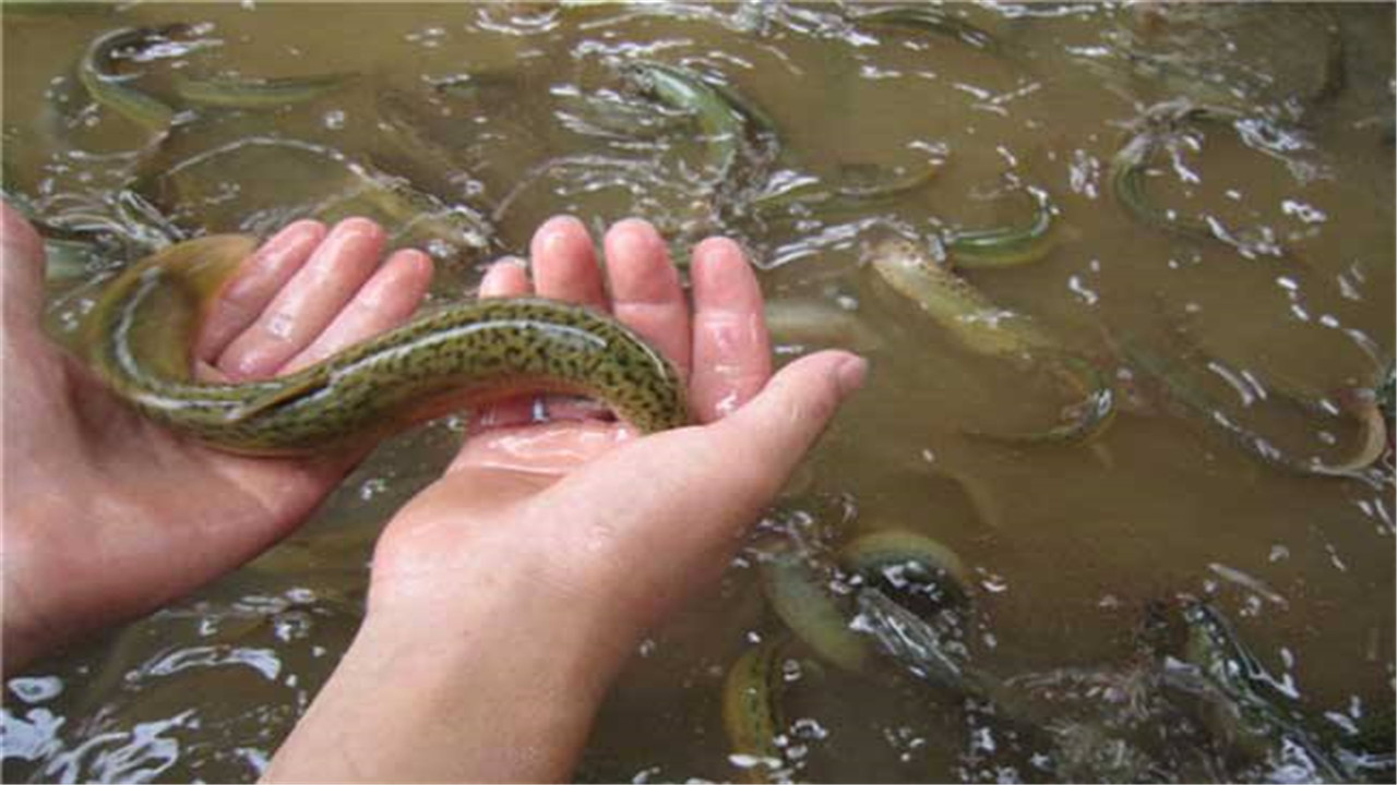 泥鳅养殖技术与养殖方法视频教程,泥鳅养殖方法及饲料配方大全