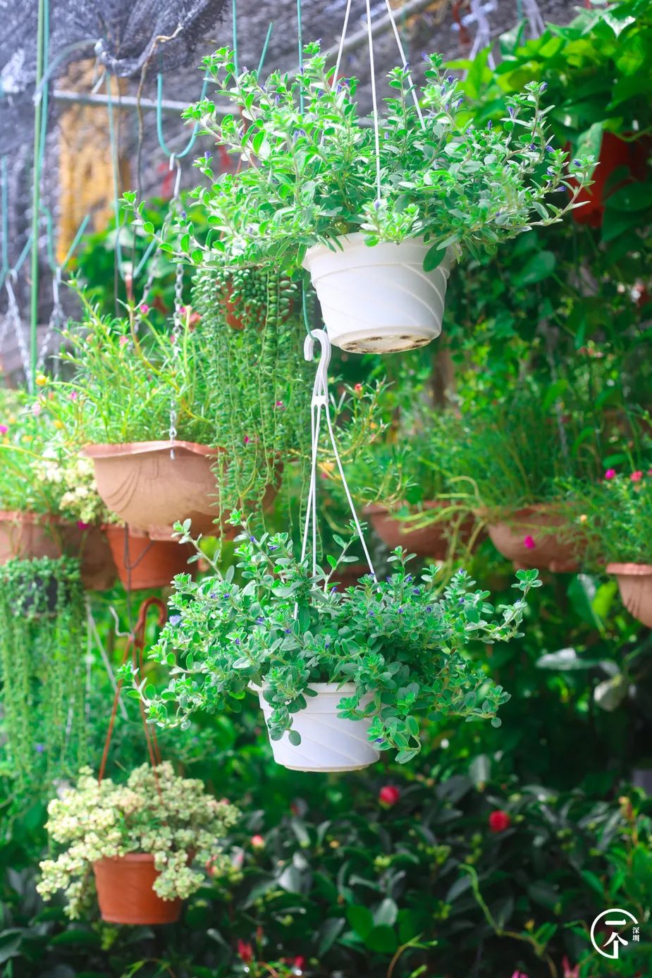 布吉哪里的房租最便宜,布吉房租为什么便宜