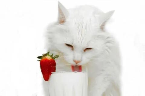 猫咪喝水的奇怪癖好,猫咪喝脏水会得猫癣吗