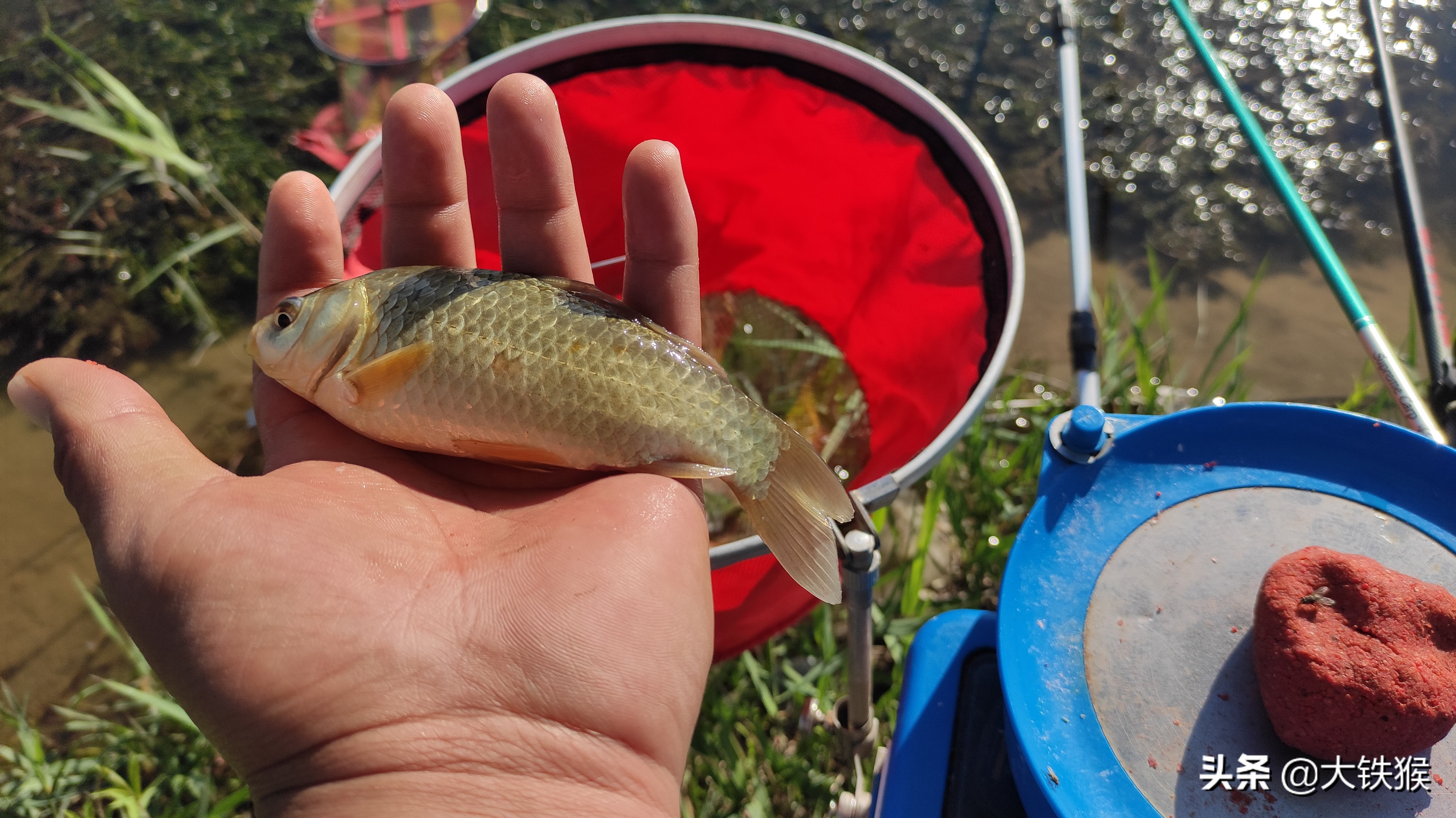 黑坑钓巨物5分钟上3条,野钓巨物成果