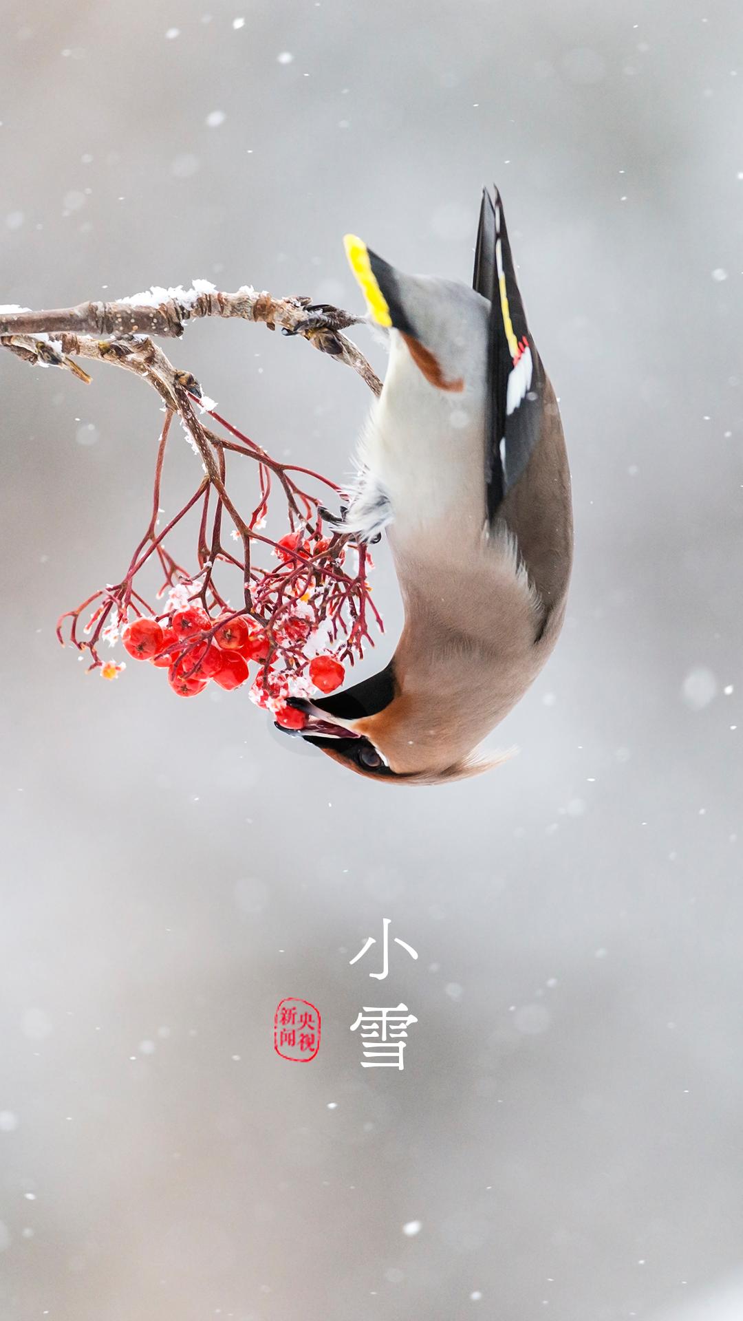 央视珍藏二十四节气手机壁纸,二十四节气壁纸手机超清全面屏