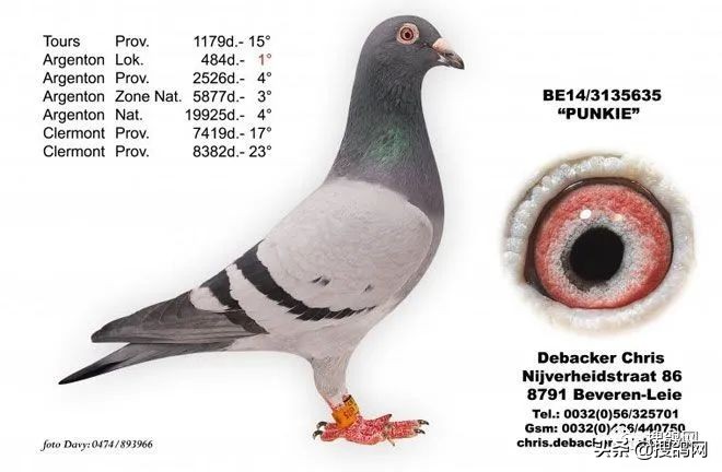 比利时最强的球星,比利时超级种鸽