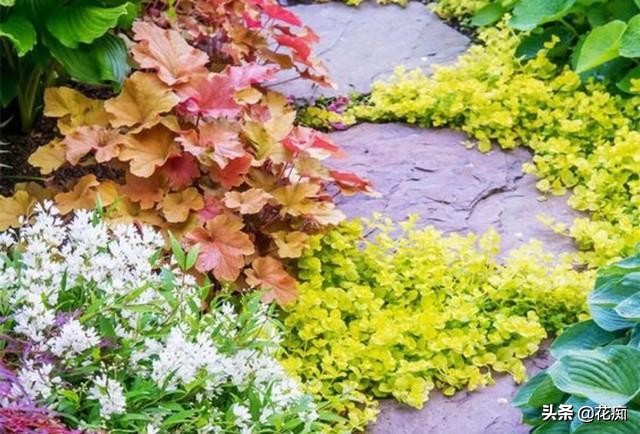地被植物就选过路黄，轻松长成“地毯”，耐寒耐热又好看！