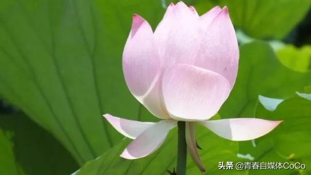 深圳荷花公园好去处,深圳荷花景点推荐