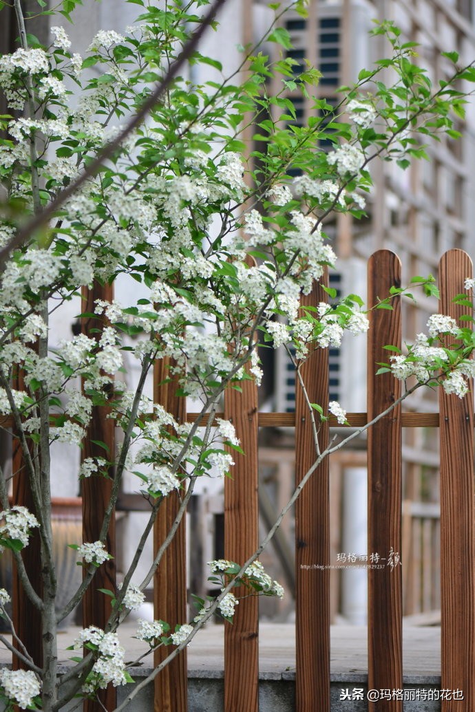 整个冬天都挂着的小红果，迷你山楂“冬果王”｜植物笔记