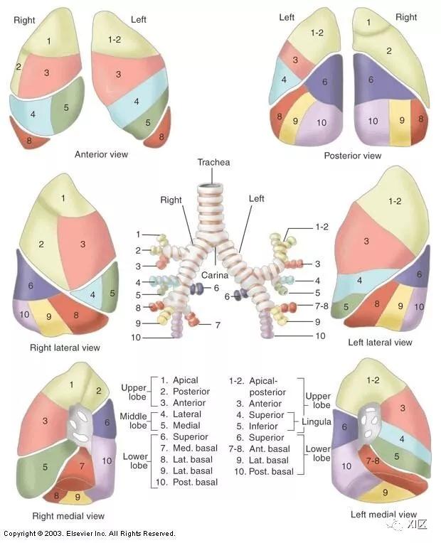 如此详细的肺部影像解剖，有点儿酷