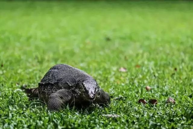 曼谷出行建议哪种交通方式,曼谷游玩公交地铁攻略