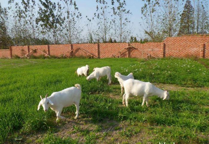 羊群里怎么训练一只领头羊,羊群的领头羊是怎样产生的