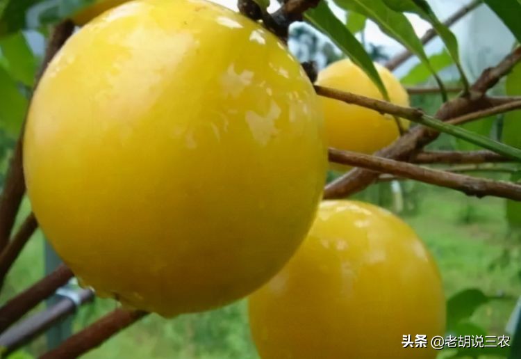 亩收入一万元的农作物,亩收益超2000块钱的种子